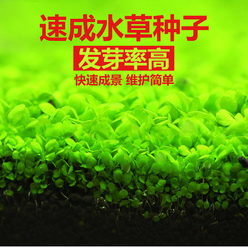 鱼缸装饰水草种子爱情草幸运草迷你真水草小对叶草皮种子大小牛毛