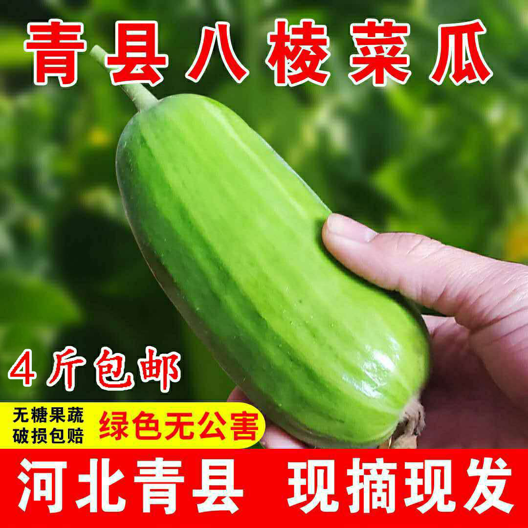河北青县八棱脆瓜菜瓜新鲜水果酥瓜无糖烧瓜四斤非甜瓜整箱包邮