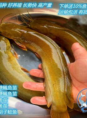正宗三黄胡子鲶全国发货塘角鱼苗