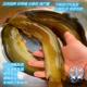 正宗皇妃一号5.0版 胡子鲶 本塘鲺三黄塘鲺本地塘鲺鱼苗塘角鱼苗
