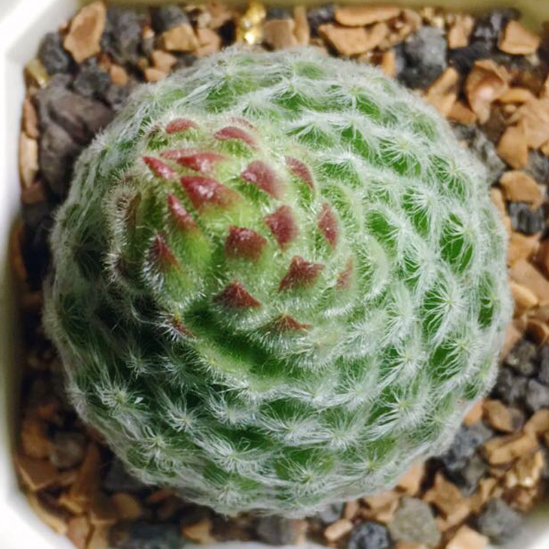 绿植办公室阳台防辐射多肉植物