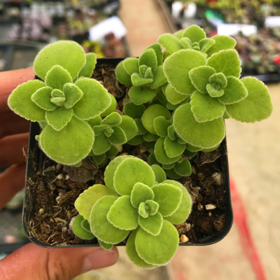 多肉植物碰碰香一抹香防辐射组合