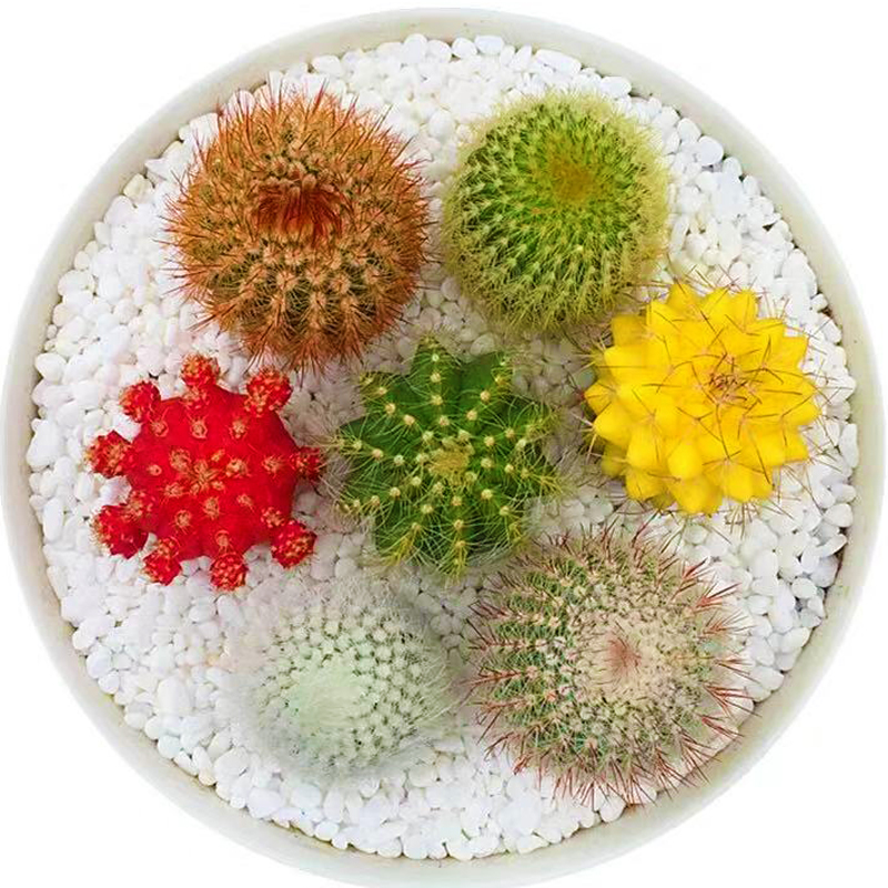 多肉植物绿植盆栽仙人球防辐射花