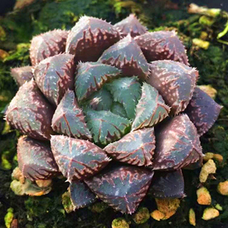 多肉植物红岩玉露办公室室内阳台桌面绿植园艺花卉组合盆栽萌肉肉