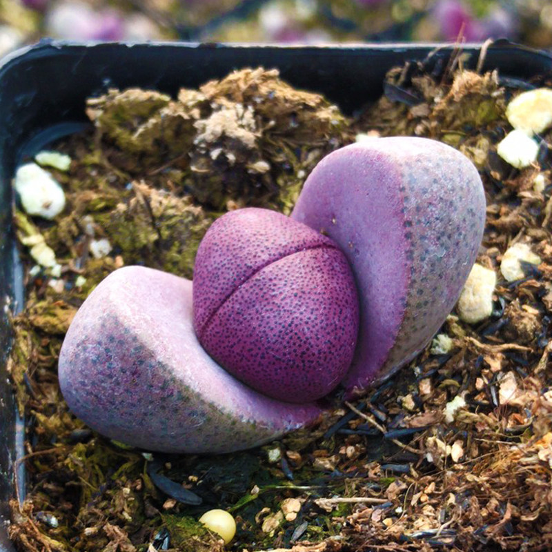 多肉植物红帝玉组合盆栽绿植园艺花卉四季萌肉肉室内新款稀有贵货