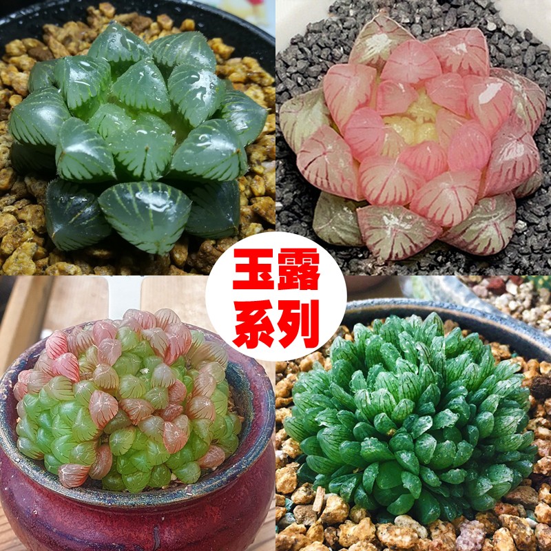 玉露多肉植物盆栽绿植好养十二卷