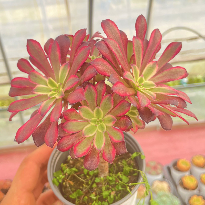 多肉植物红覆轮锦法师防辐射绿植盆栽迷你花卉新款稀有贵货萌肉肉