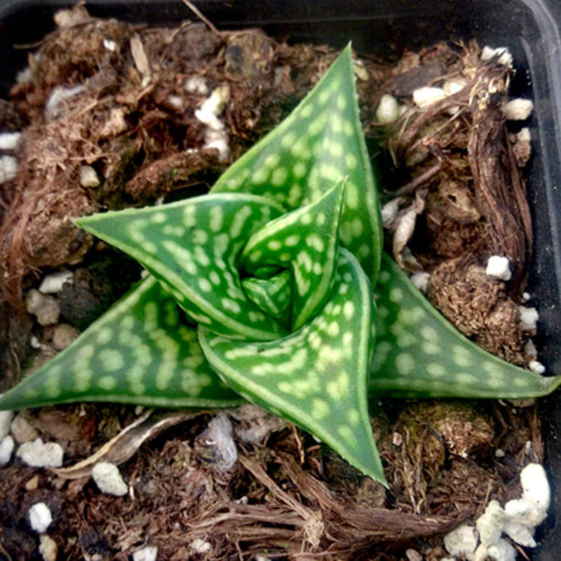 姬千代田锦千代田之光百合科芦荟属多肉植物绿植盆栽多肉园艺萌肉