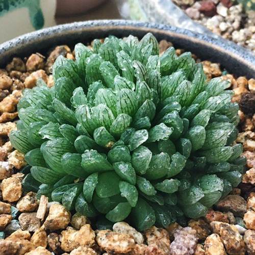 多肉透明价格 多肉透明图片 星期三