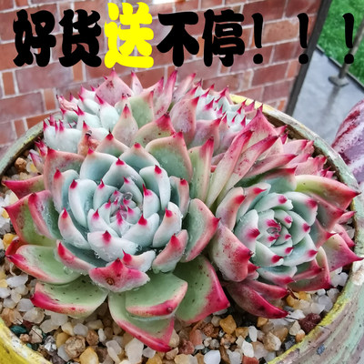 水蜜桃乌木多肉植物组合盆栽办公室内阳台花卉园艺绿植清棚小贵货 新生多肉植物馆 淘优券