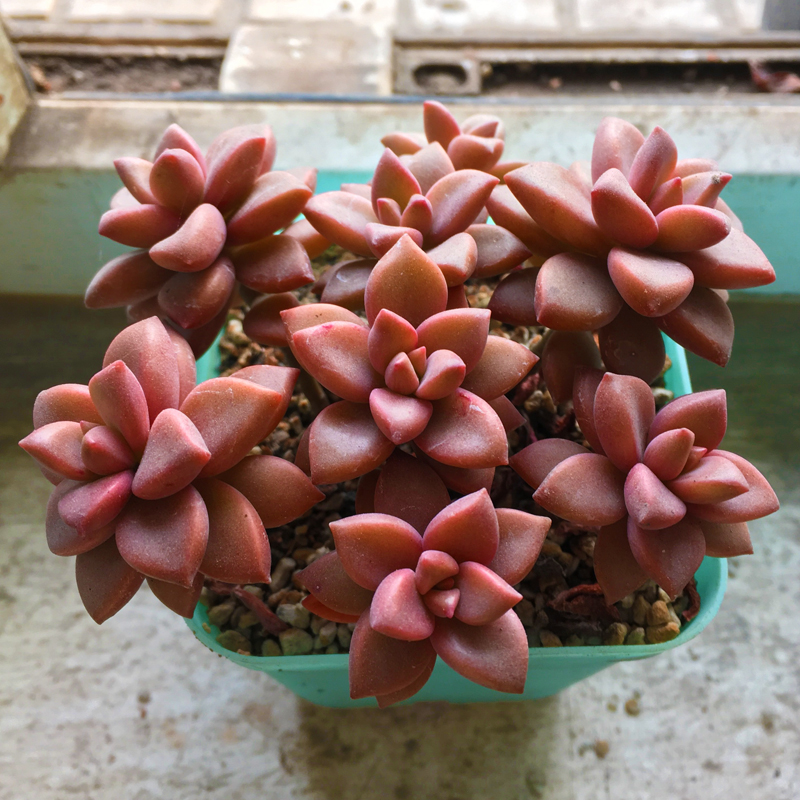 雪爪多肉价格 雪爪多肉图片 星期三