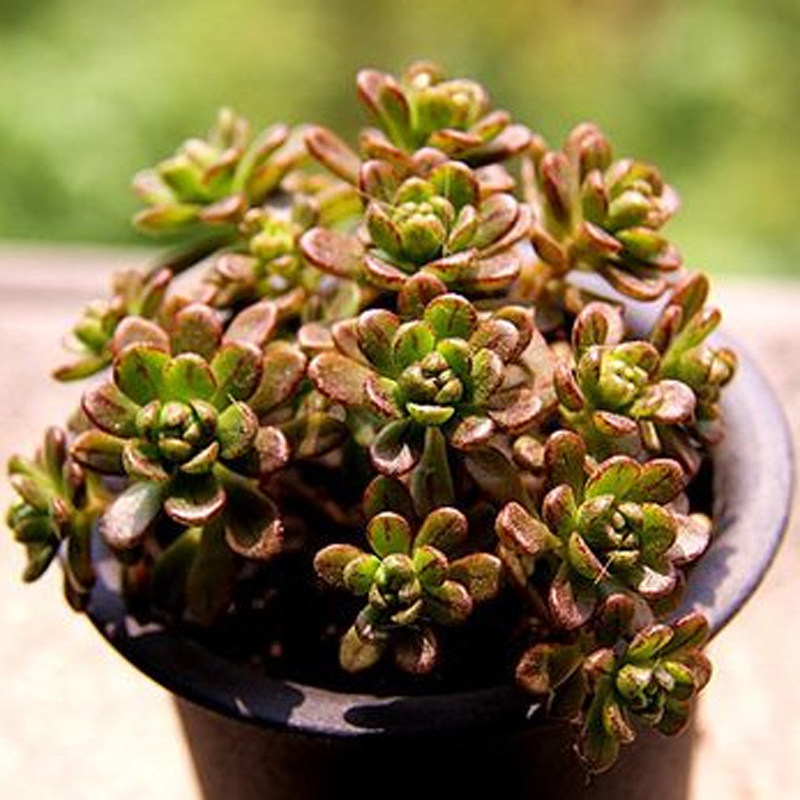 多肉植物小人祭多肉日本小松组合盆栽萌肉肉花卉绿植防辐射吸甲醛