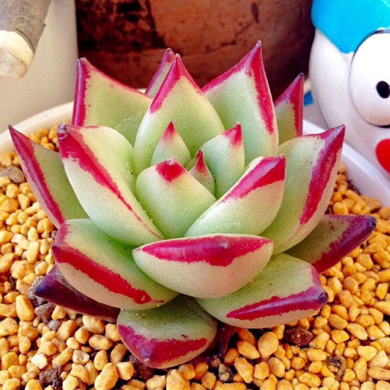 纯种乌木多肉植物黑檀汁1930原始血斑玛利亚东云韩国贵货园艺绿植|msdalam kategori penghantaran bunga/bunga simulasi/tumbuhan berkebun, bunga/Tumbuh-tumbuhan tumbuh-tumbuhan pasu (baru), succulents - dari Buy2taobao.com untuk memberikan perkhidmatan ejen Taobao profesional membeli
