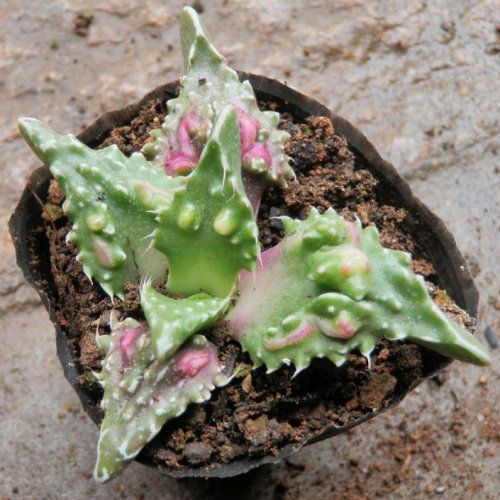 狂澜怒涛多肉植物红怒涛趣味丑萌吸甲醛防辐射园艺仙人掌萌肉肉