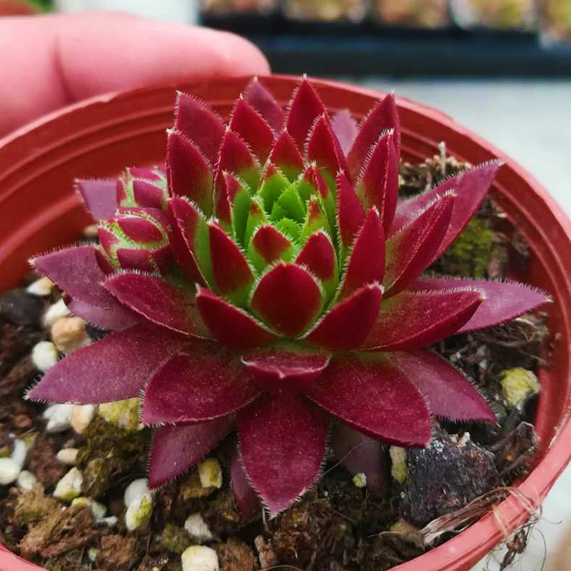 多肉植物【橘子球西瓜红】办公室防辐射绿植盆栽创意迷你植物花卉