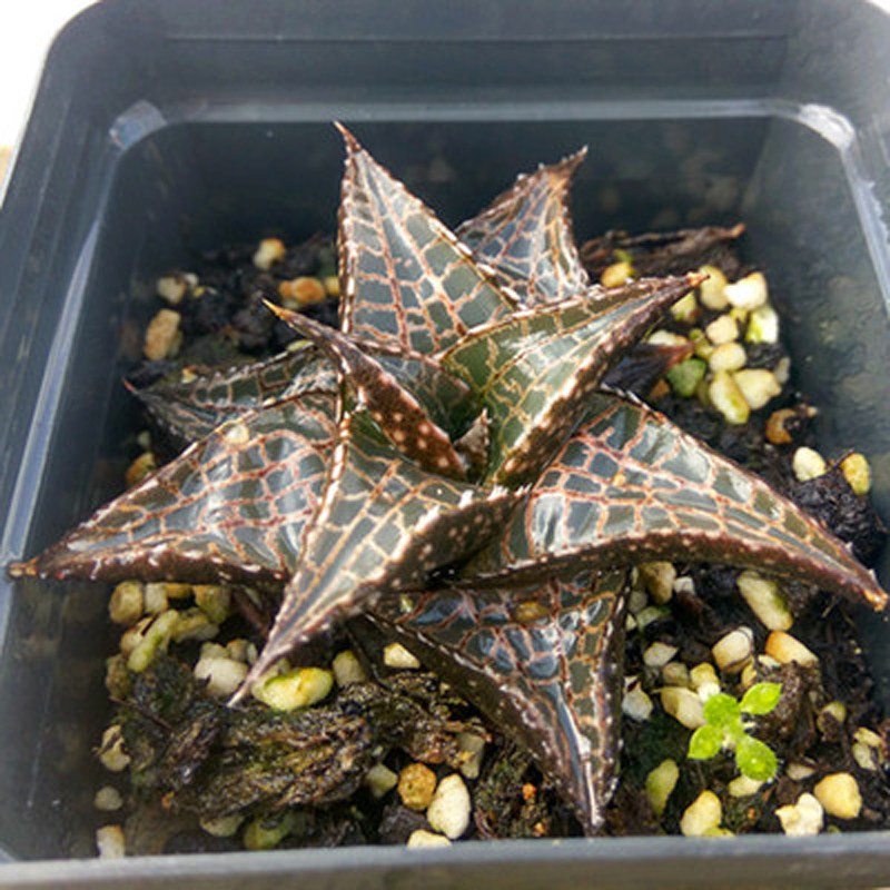 多肉植物龙鳞蛇皮掌十二卷芦荟室内盆栽组合新款仙人掌仙人球绿植