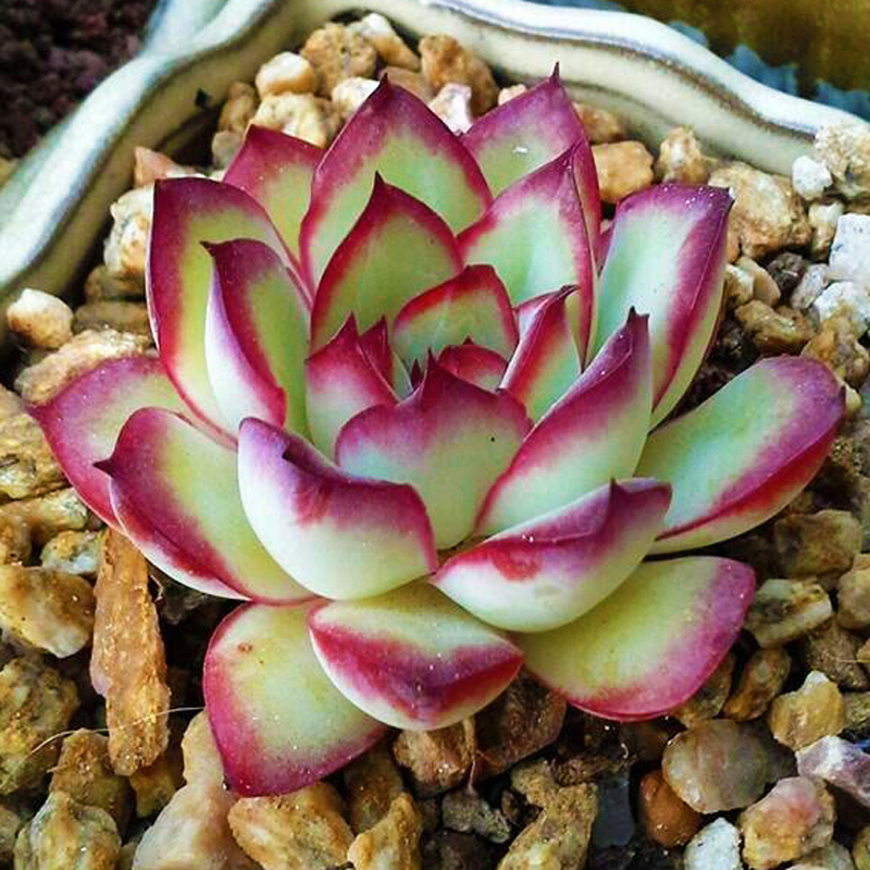 多肉植物花月夜价格 多肉植物花月夜图片 星期三 多肉植物花月夜价格 多肉植物花月夜图片 星期三