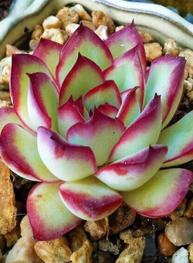 花月夜多肉优惠券 花月夜多肉价格 多少钱 麦穗日记