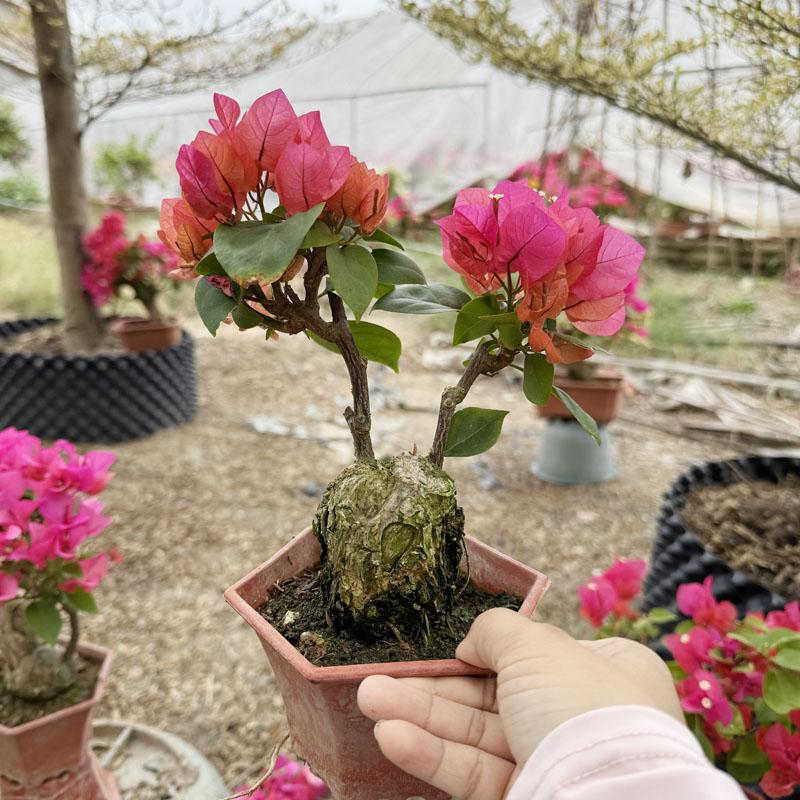 一物一拍三角梅四季开花老桩盆栽茶桌掌中宝四季开花矮霸盆景