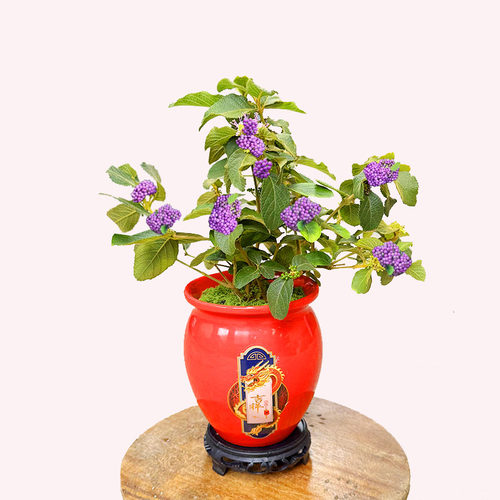 紫珠盆栽带果绿植盆景