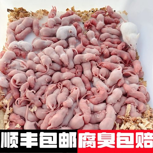 冷冻小白乳鼠喂蛇蛇饲料红皮白霜