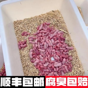 蛇粮乳鼠冰冻喂蛇饲料小老鼠幼鼠小白鼠喂猫龟粉白霜独立包装冷冻