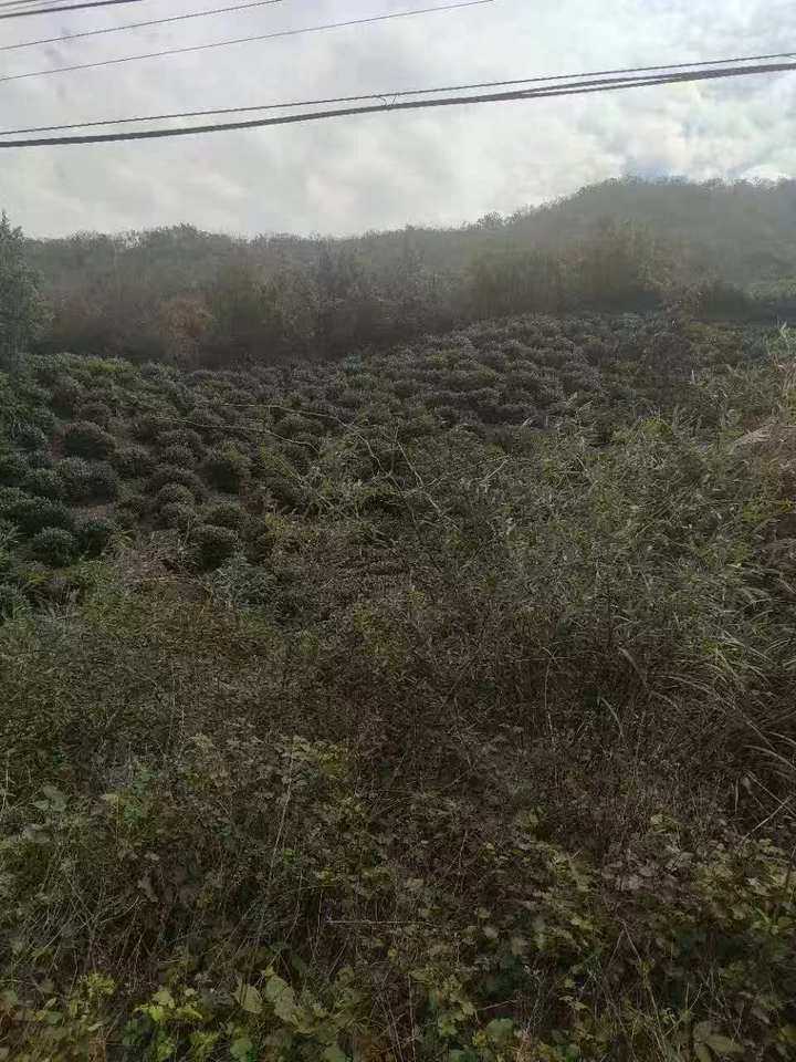 信阳市浉河区浉河港丰家冲村平地组林地使用权