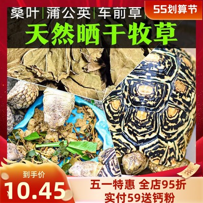 天然烘干金钱草苜蓿预防结石