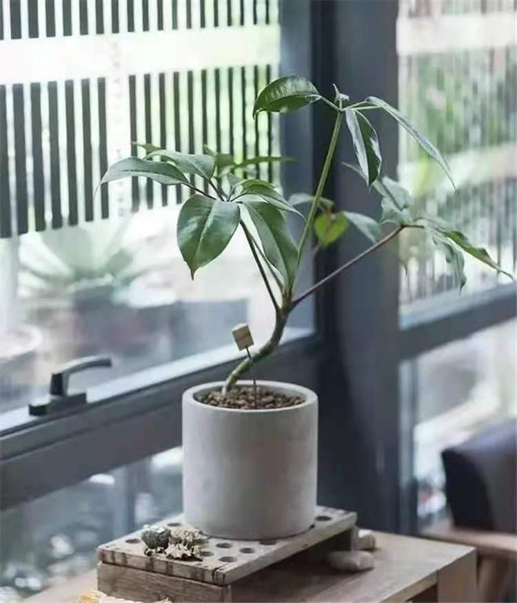 北欧风格简约花盆方形圆形多肉植物花盆几何体元素水泥花盆大号