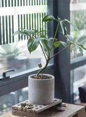 北欧风格简约花盆几何体元素