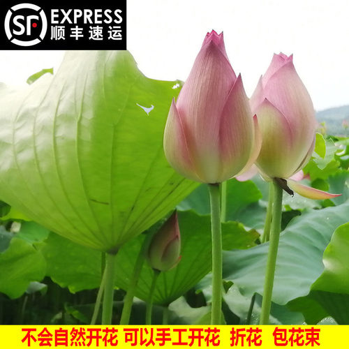 顺丰包邮现摘新鲜荷花莲花花苞鲜花插花花束切花睡莲供佛水培植物