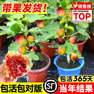 无花果树果苗带果盆栽树苗波姬红特大果南北方四季格莱斯果树耐寒