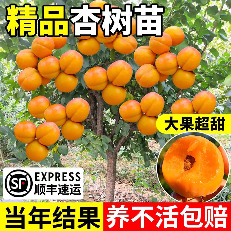 杏树果苗庭院果树特大嫁接杏子地栽盆栽南方北方种植早熟帝王杏树
