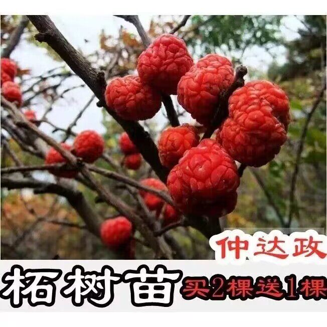 柘树苗茎叶材柘树果实柘桑灰桑树柘子野梅子野荔枝刺钉山荔枝