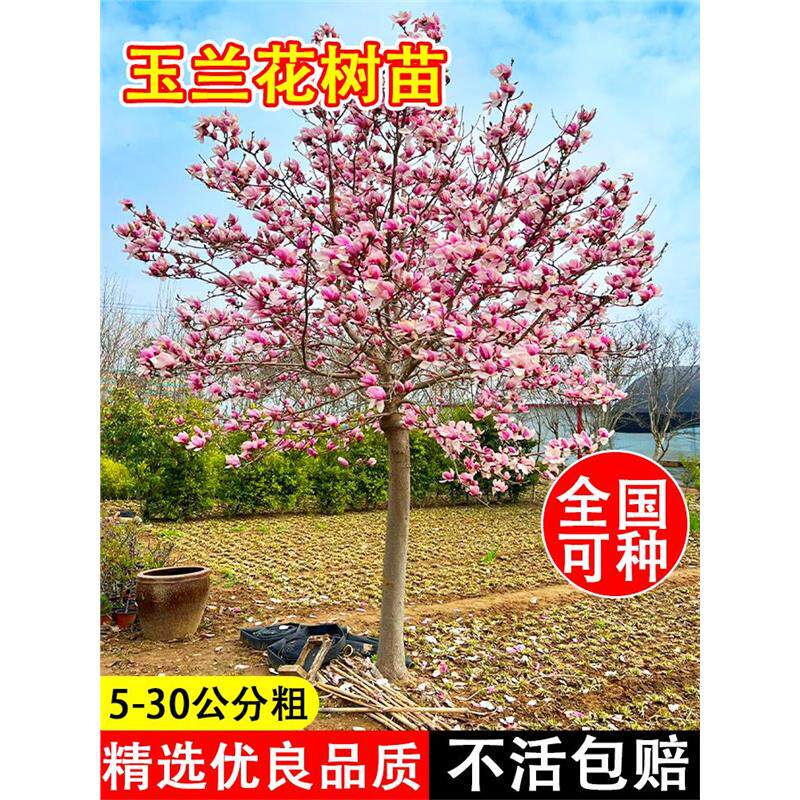 玉兰花树苗红白黄紫带花苞四季种植易活冬季耐寒花卉绿植庭院大树