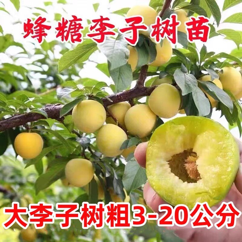 正宗蜂糖李子树苗四川脱骨李子树苗早熟南方北方种植庭院当年结果