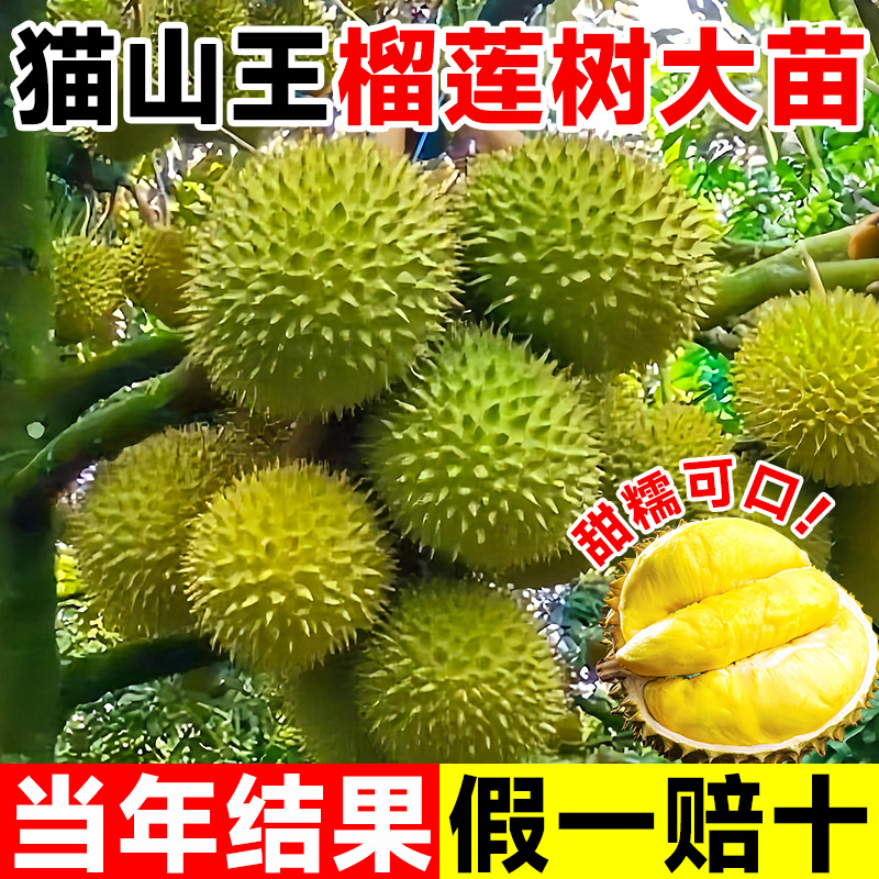 猫山王金枕榴莲树果苗黑刺南北方种植正宗广西嫁接水果苗带土发货