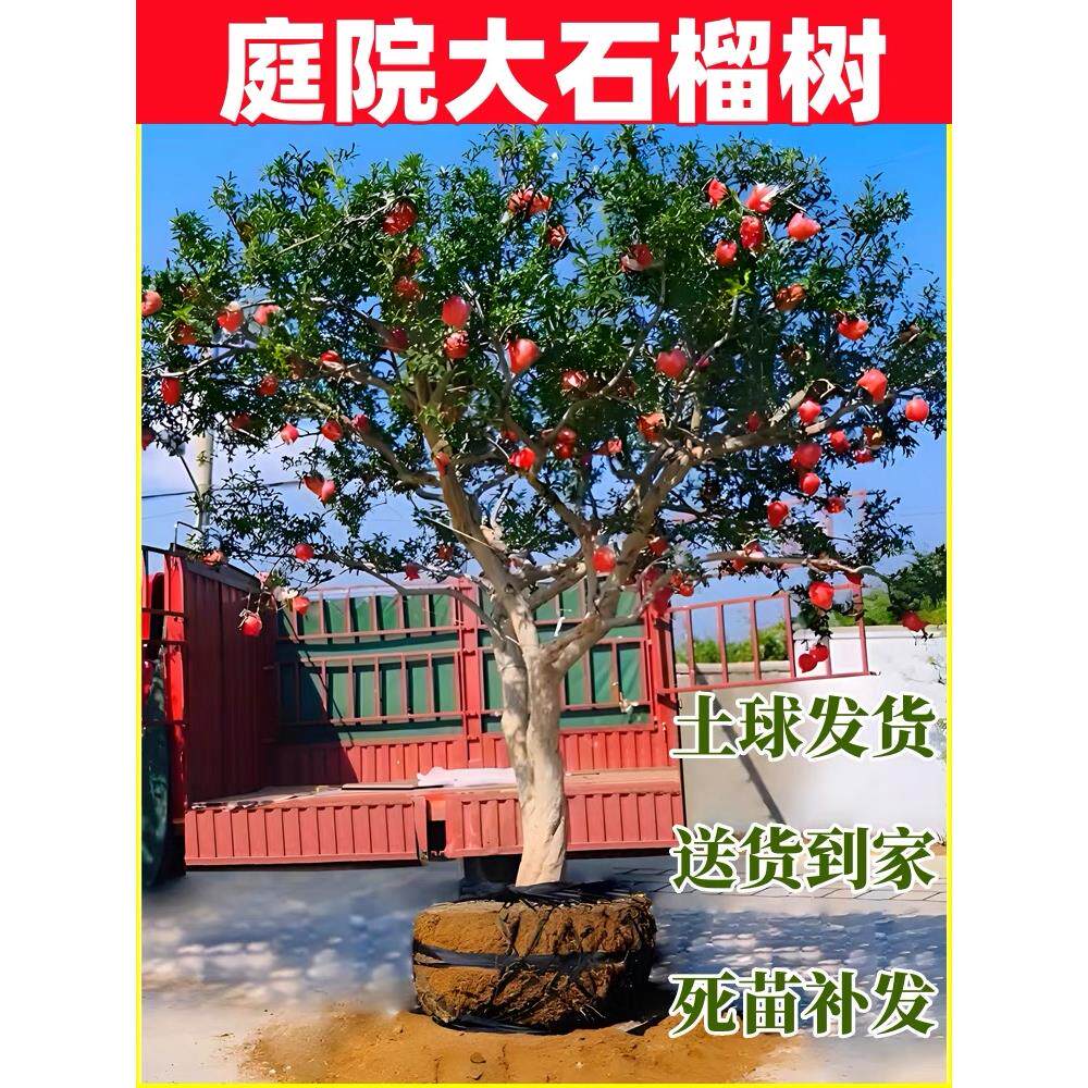 特大突尼斯软籽石榴树嫁接无籽树苗盆栽地栽庭院别墅老桩盆景果树