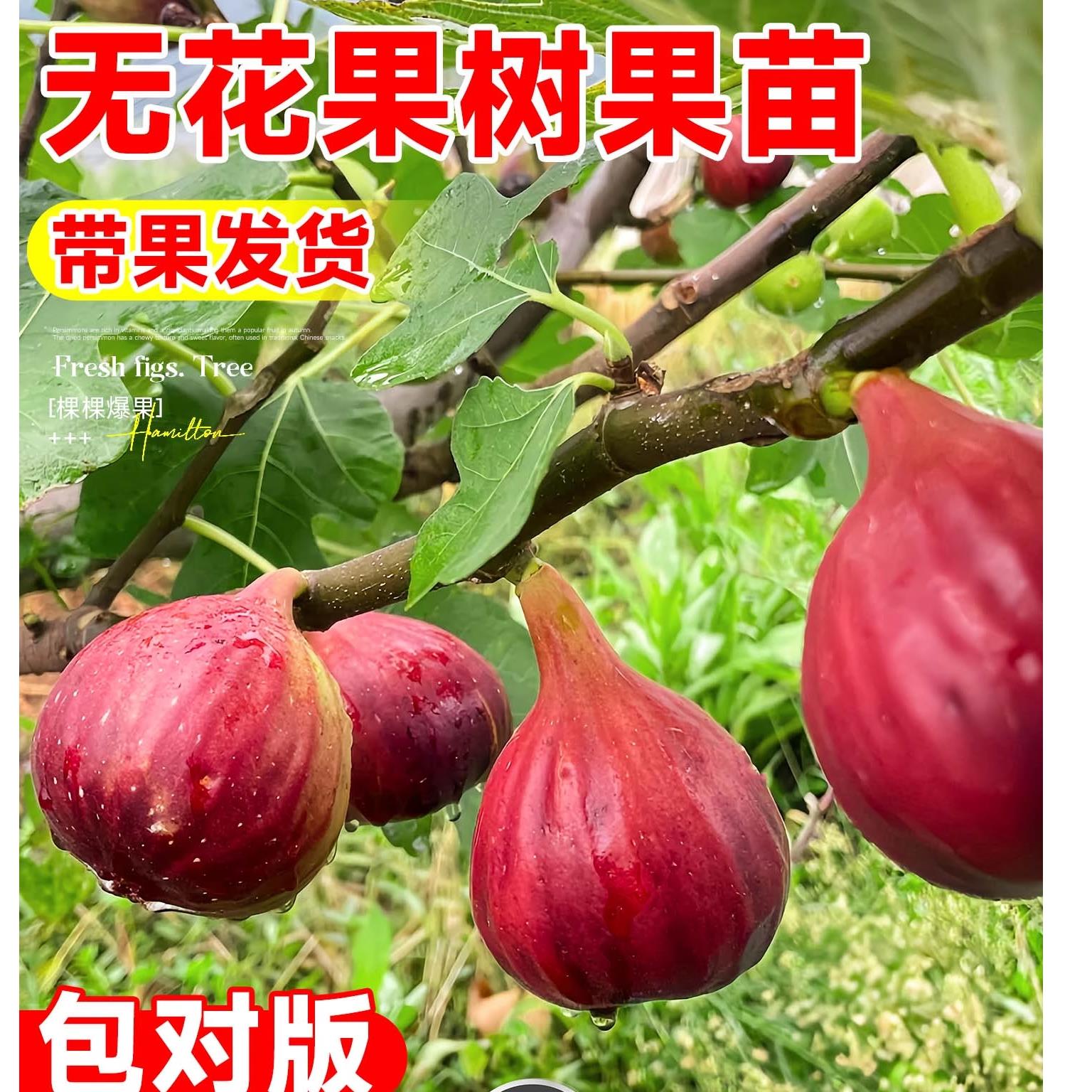 无花果树果苗特大果盆栽新疆青皮南北方矮化种植耐寒四季当年结果