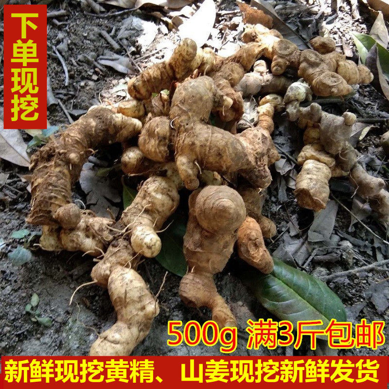 现挖黄精新鲜现挖山姜中草药500g鸡头黄精新鲜爪子参老虎姜鸡爪参