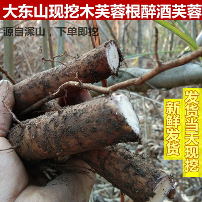 新鲜现挖木芙蓉中草药500g醉酒