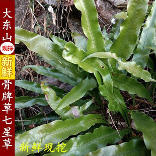 新鲜江南星厥现挖七星草瓦韦小叶骨牌草丹瓦剑草七星剑500g中草药