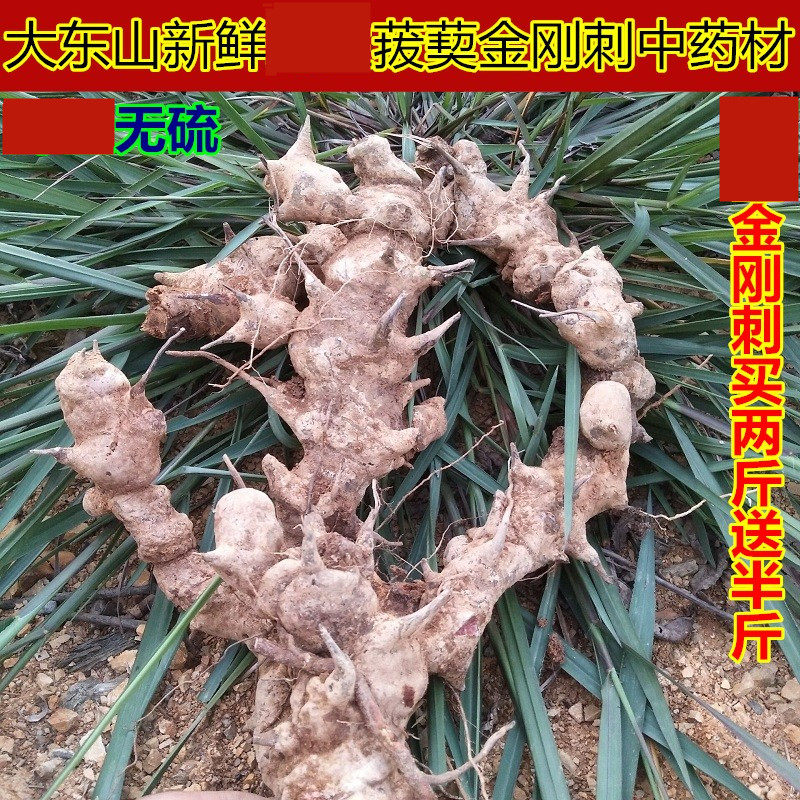 现挖野生菝葜新鲜金刚刺中草药金刚藤 乌鱼刺 铁菱角金刚刺根500g