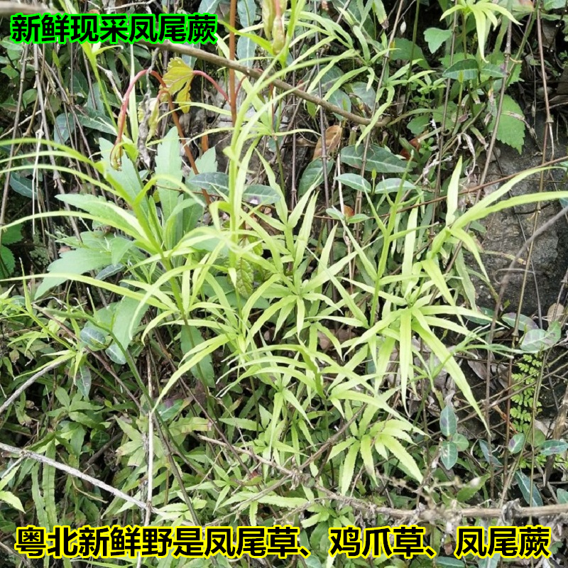 新鲜现采凤尾蕨中草药凤尾草金鸡尾鸡脚草栏边草五指草鸡爪草500g