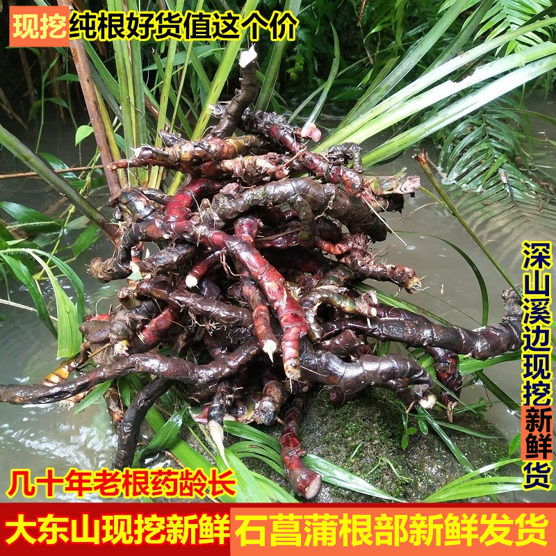 现挖新鲜石菖蒲中草药