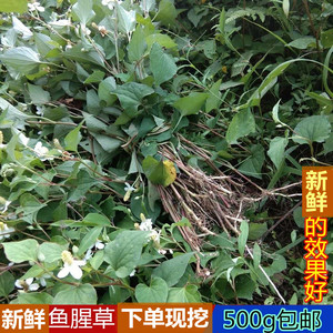 现挖中草药材折耳根新鲜