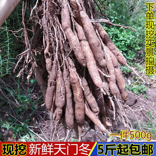 中草药现挖优质生货武竹天门冬