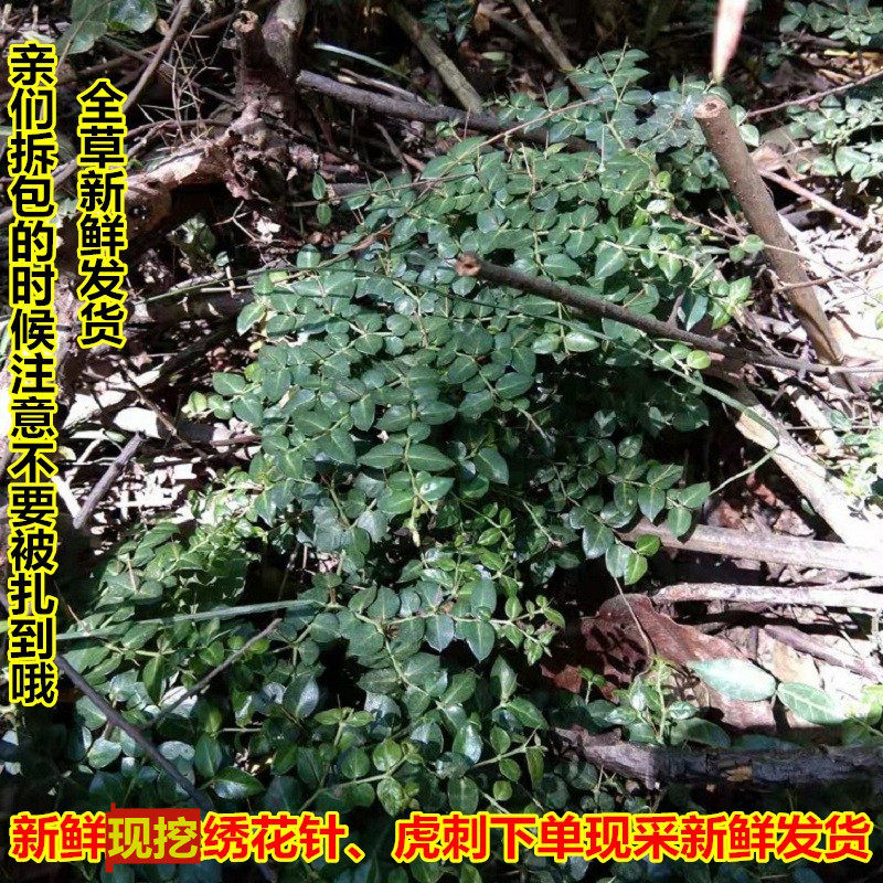 新鲜现挖虎刺中草药现挖绣花针中草药伏牛花黄脚鸡鸟不宿 500克