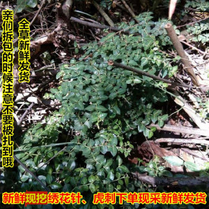 新鲜现挖虎刺中草药黄脚鸡鸟不宿