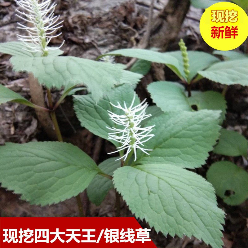 新鲜现挖四叶一枝花四叶草独摇草四大金刚银线草500g中草药四块瓦